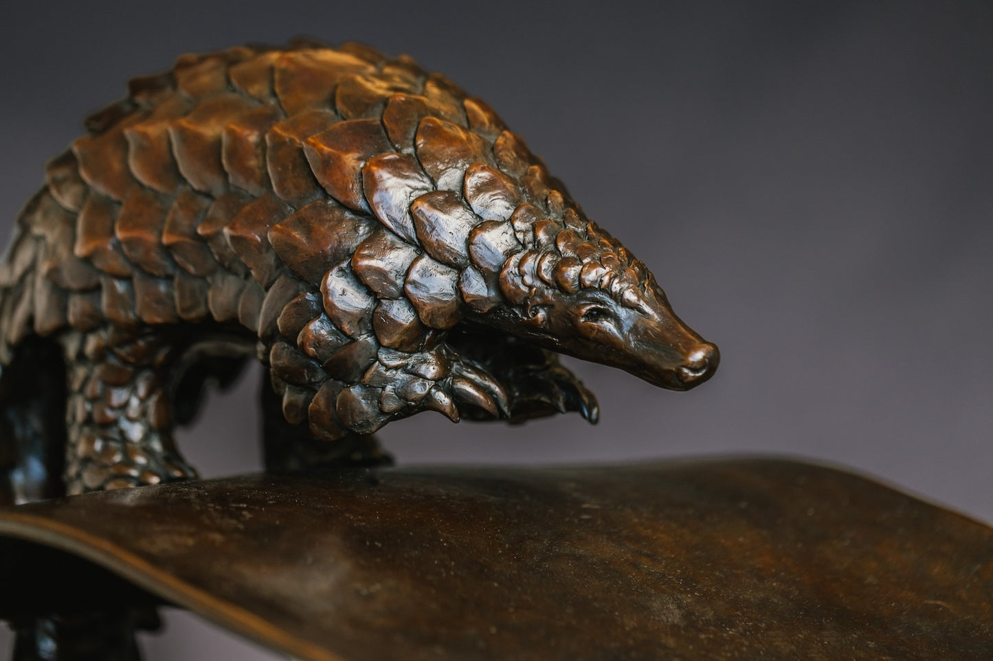 Pangolin Visitor II | Ed. 1/20