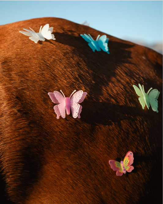 Butterflies. Tulbagh show, Tulbagh