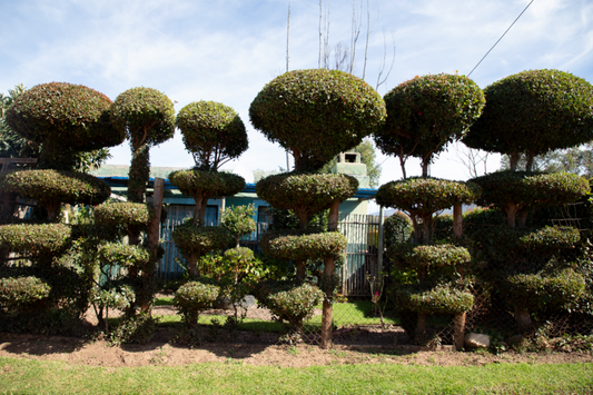 Topiary. Genadendal