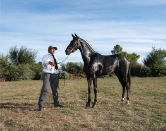 Rafeeq Anthony with Du-Dre Highland Queen, Du-Dre Stud. South African Hackney Championships, Beaufort West