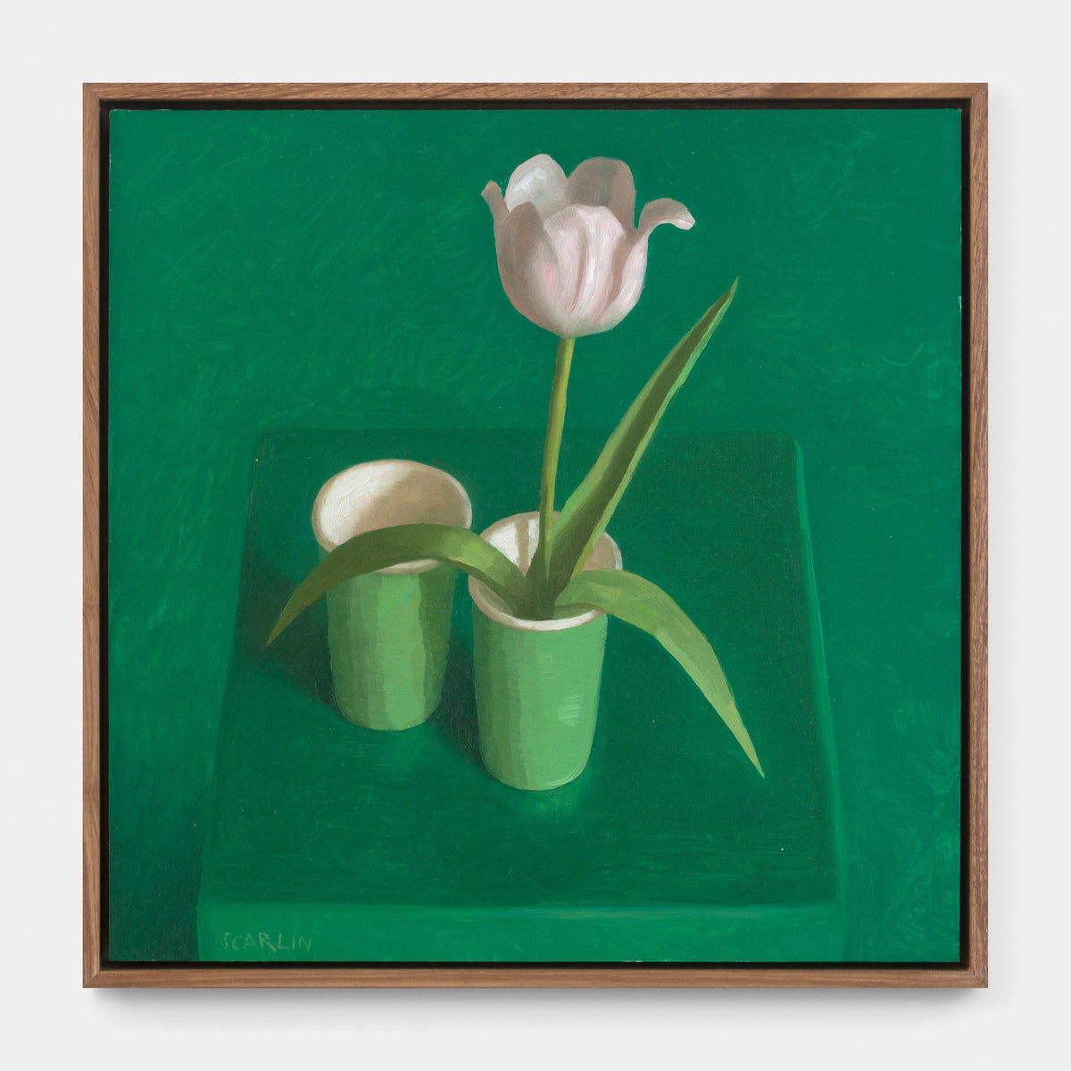 Tulip in Paper Cup