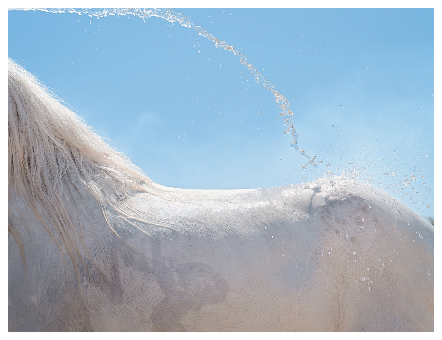 Welsh Pony. Tulbagh