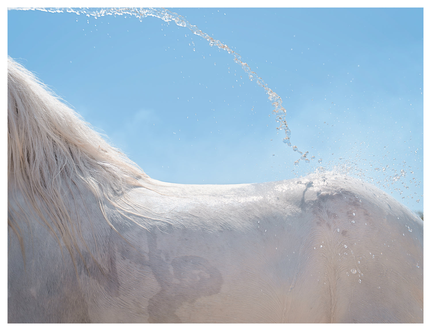 Welsh Pony. Tulbagh