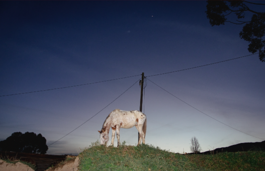 Appaloosa horse. Bereaville, Genadendal