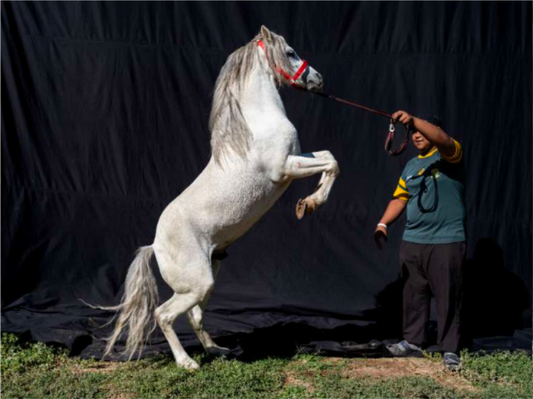 South African Hackney Championships, Beaufort West