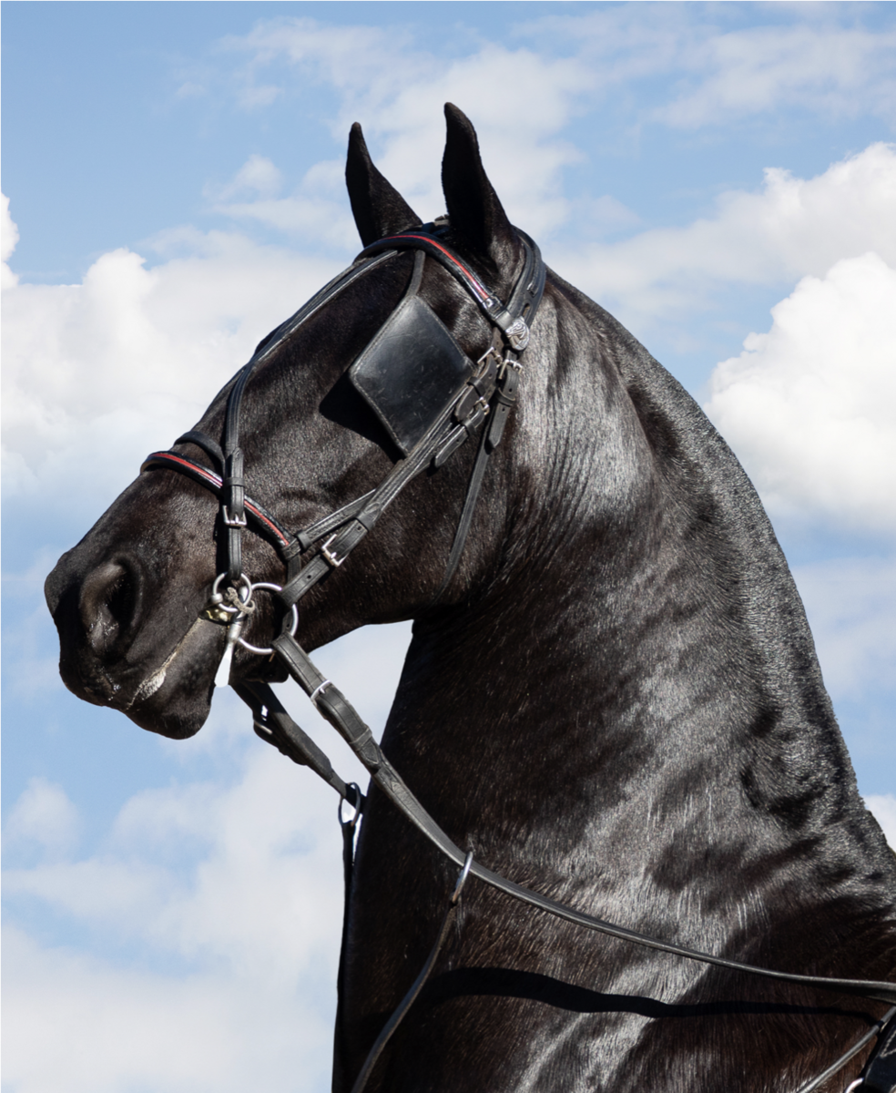 Vlaamperd. Agricultural Show, Swellendam