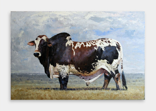Boran Bull
